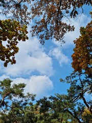 trees in autumn