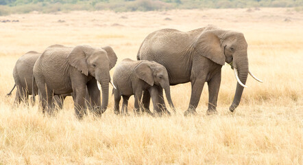 Three elephants walking in the long grass of the Massai Mara National Reserve, Kenya