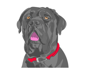 Portrait of gray neapolitan mastiff dog with red collar and white background