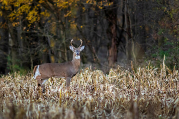 Male Whitetail Buck, Deer in cut corn field during fall