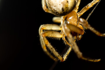 Araña de casa