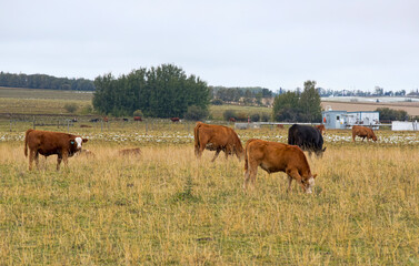A herd of beef cattle in a farmers field. Taken in Alberta, Canada