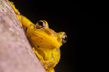 Fotobehang Yellow frog © JosIsrael