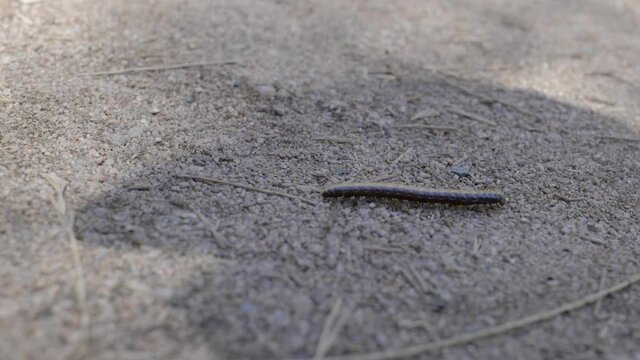 An Australian Millipede marching.  