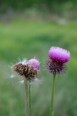 Closeup of thistle flowers and thistedown against a green background 
