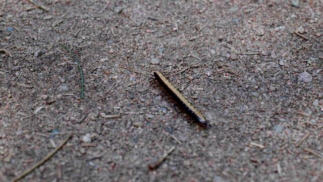 An Australian Millipede marching.  