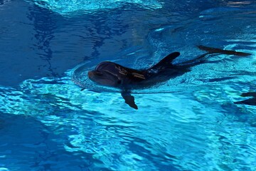 Obraz premium dolphin swimming in the water