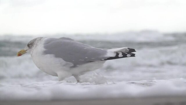 M&ouml;we watet durch Sturm