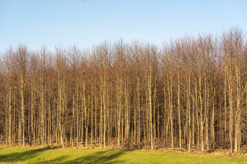 Obraz premium landscape with trees