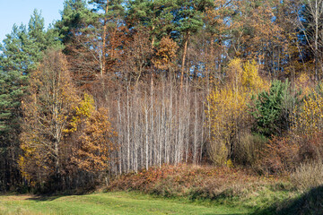Fototapeta premium autumn in the woods