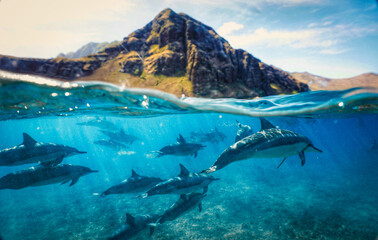 Wild Dolphins swimming in the Ocean in Hawaii 


