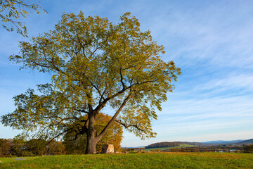 Peaceful autumn lanscape in a rural setting with copy space