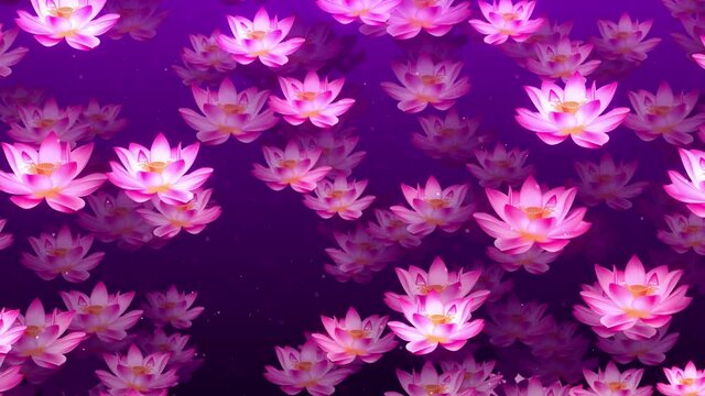 Beautiful Shadow Light Blossoming Pink Lotus Flowers Flying Up Scattered With Glitter Dust On Purple Background Seamless Loop Animation