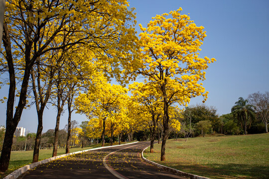 Ipês Amarelos na chegada da primavera em Campo Grande MS