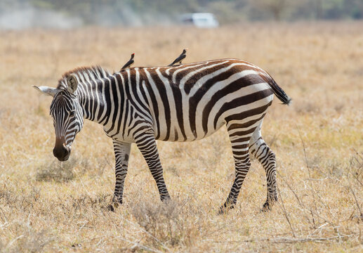 A Zebra walking in the long grass of the Massai Mara National Reserve, Kenya, with two oxpecker birds on its back