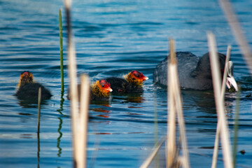młode łyski  © Dariusz Grochal 
