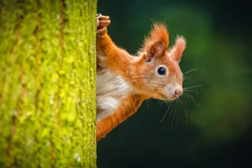 Foto op Plexiglas Eekhoorn De Euraziatische rode eekhoorn (Sciurus vulgaris) die van achter een boom kijkt. Mooie herfstkleuren, delicate achtergrond. Ondiepe scherptediepte.