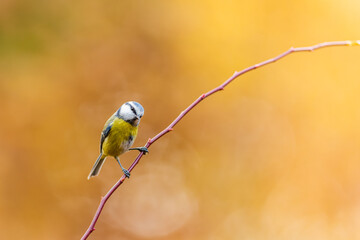The Eurasian blue tit (Cyanistes caeruleus) on a twig looking for food. Little songbird in the autumn atmosphere on a monochrome background.