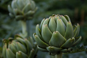 close up of artichoke