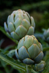 Obraz premium artichoke