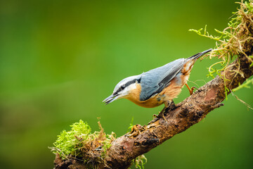 The Eurasian nuthatch (Sitta europaea) on a branch, in the beak of a sunflower seed. Beautiful green background, moss on a branch.