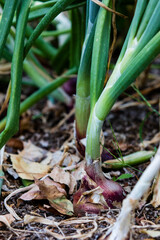 onions in a garden