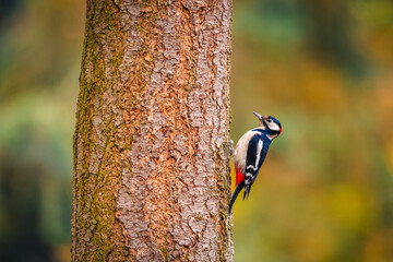 The great spotted woodpecker (Dendrocopos major) holding on to a tree. Autumn forest in the...
