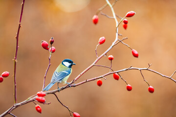The Great tit (Parus major) on a dog rose branch looking for food. Rose hips in the background. Little songbird in the autumn atmosphere on a monochrome background.