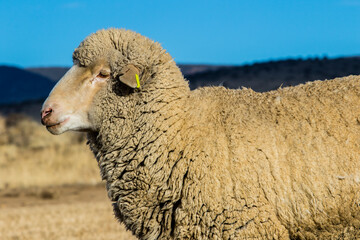 sheep in a field