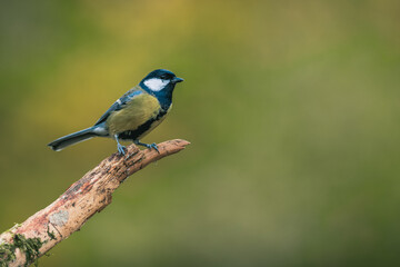 Obraz premium Songbird (the great tit, parus major) perched and looking around. Autumn colors, simple blurred background.