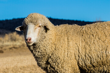 Obraz premium sheep in a field