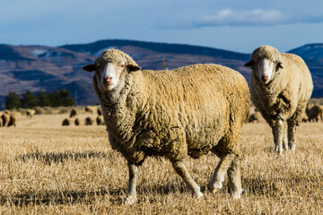 sheep in a field