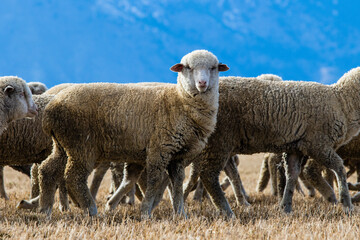 Obraz premium sheep in a field