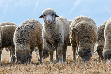 Obraz premium flock of sheep