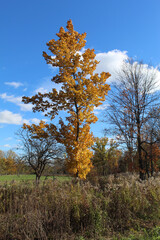Fototapeta premium Sugar maple with yellow leaves and clouds at Blue Star Memorial Woods in Glenview, Illinois