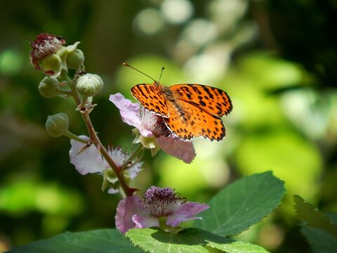 butterfly on a flower
