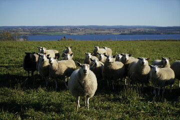 Obraz premium Sheep in the field, animal, farm, farmer, sheeps in Norway 