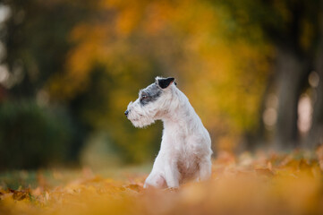 kleiner süßer Parson Jack Russel Terrier Hund Rassehund im schönen Herbstlaub herbstliche Farben...