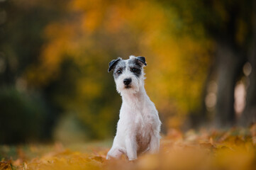 kleiner süßer Parson Jack Russel Terrier Hund Rassehund im schönen Herbstlaub herbstliche Farben...