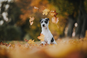 kleiner süßer Parson Jack Russel Terrier Hund Rassehund im schönen Herbstlaub herbstliche Farben und Blätter