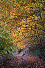 sunlit footpath next to a moss covered stone wall in autumn woodland with orange and golden leaves