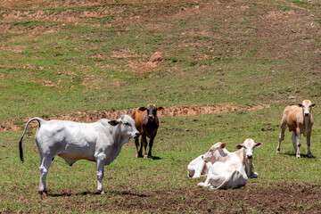 Nelore cattle in the pasture