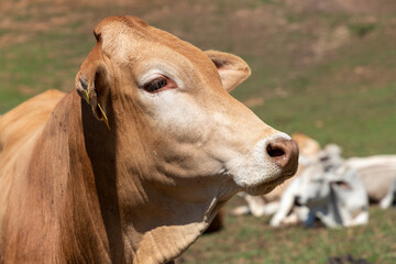 Obraz na płótnie Canvas silhouette of brown Nelore cattle on the farm