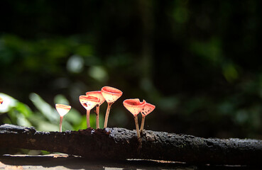 Champagne mushrooms in the forest