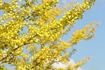 色付いたイチョウと爽やかな青空