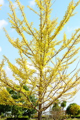 色付いたイチョウと爽やかな青空