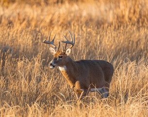 Mature male White tailed deer walking out from the marsh into field during sunset at Rocky Mountain...