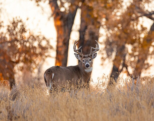 Mature male White tailed deer stands broadside making eye contact at edge of field at evening...