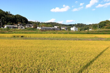 田園風景｜青空と稲穂