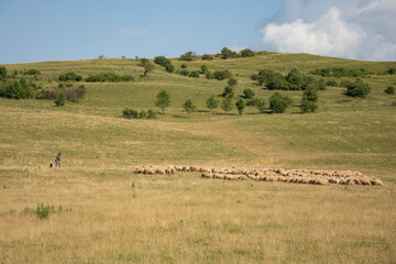  a shepherd with herd of sheeps in  Romania 